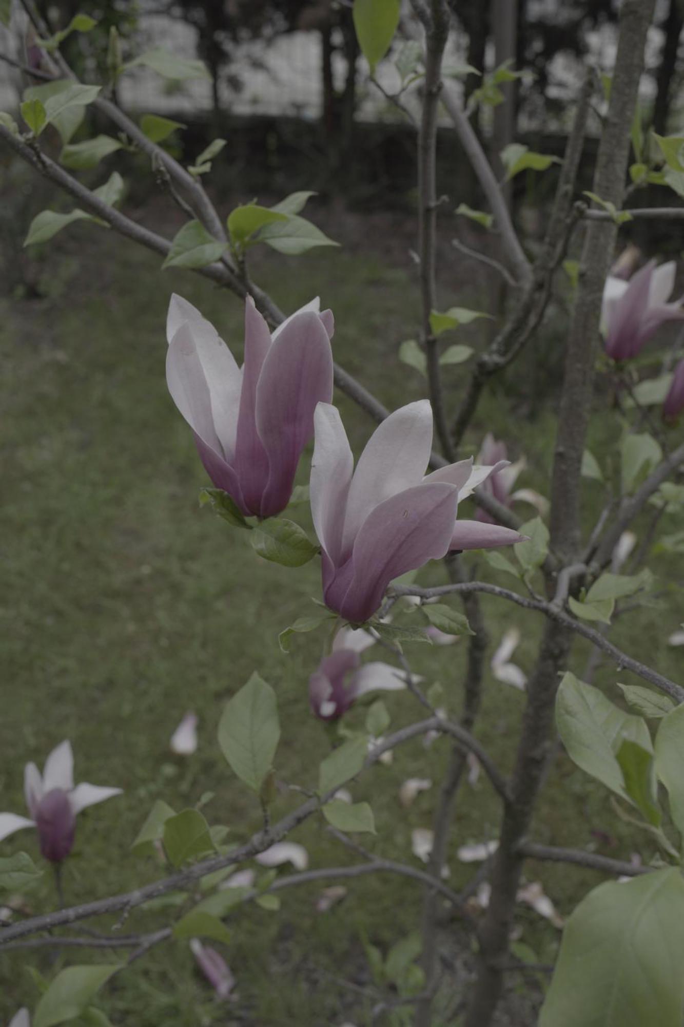 Pensiunea Magnolia Ocna Şugatag 외부 사진